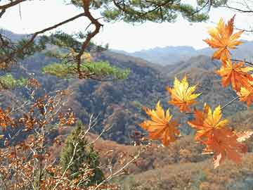 澳门天天彩正版免费全年资料,澳门一肖一码100准免费资料